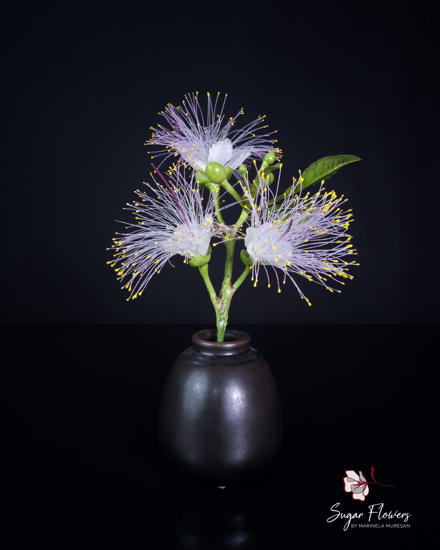 Barringtonia asiatica din pasta de zahar, asezate intr-o vaza maro, cu un fundal negru